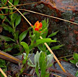 Huaraz QLlaca Flower XxxRed P9240488