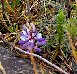 Huaraz QLlaca Flower XxxBlueWhite P9240489