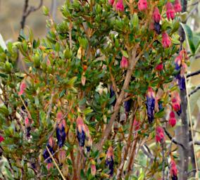 Huaraz QLlaca Flower XxxViolet P9240490