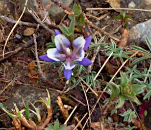 Huaraz QLlaca Flower XxxBlueWhite P9240492