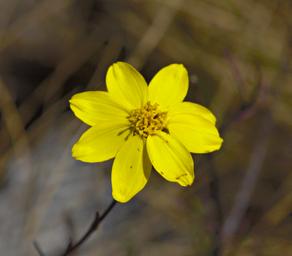 Huaraz LChurup Flower Xxx Yellow