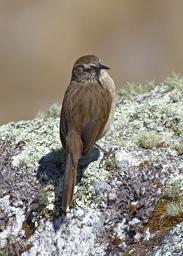 Huaraz LChurup Bird Xxx Bar Winged Cinclodes