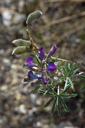 Flower Lupine