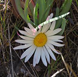 Flower Xxx Daisy White Yellow