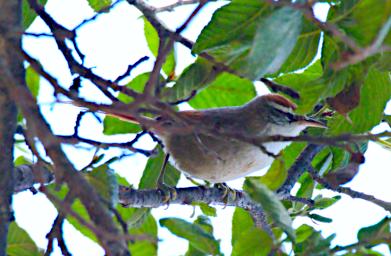 Huaraz LkLlanganuco Bird Line Cheeked Spinetail