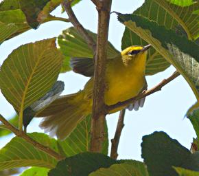 Huaraz LkLlanganuco Bird Black Crested Warbler