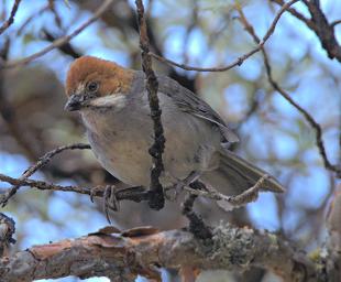 Huaraz LkLlanganuco Bird Rufous Eared Brush Finch