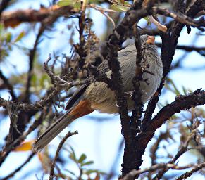 Huaraz LkLlanganuco Bird Plain Colored Seedeater