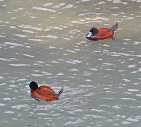 Huaraz LkLlanganuco Bird Ruddy Duck