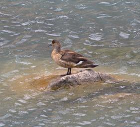 Huaraz LkLlanganuco Bird Crested Duck