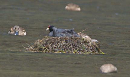 Huaraz LkLlanganuco Bird Andean Coot