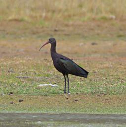 Huaraz LkLlanganuco Bird Puna Ibis