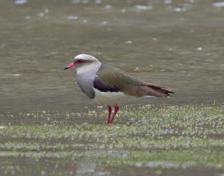 Huaraz LkLlanganuco Bird Andean Lapwing