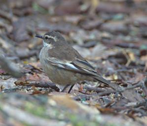 Huaraz LkLlanganuco Bird White Winged Cinclodes