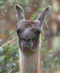 Huaraz LkLlanganuco Llama