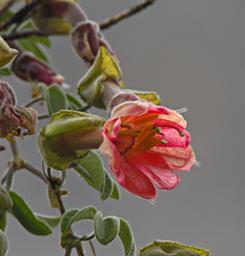 Huaraz LkLlanganuco Flower Xxx Red