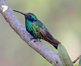 Huaraz LkLlanganuco Bird Sparkling Violetear