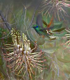 Huaraz LkLlanganuco Bird Sparkling Violetear