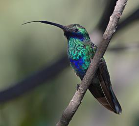 Huaraz LkLlanganuco Bird Sparkling Violetear