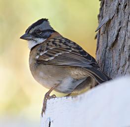 Huaraz Lazy Dog Inn Bird Rufous Collared Sparrow