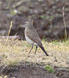 Huaraz Lazy Dog Inn Bird Xxx