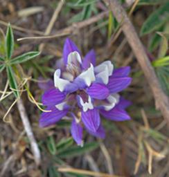 Huaraz Lazy Dog Inn Flower Xxx Purple White