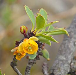 Huaraz Lazy Dog Inn Flower Xxx Yellow