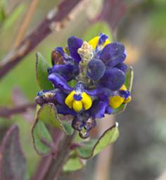 Huaraz Lazy Dog Inn Flower Xxx Yellow Blue