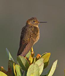 Huaraz Lazy Dog Inn Bird Giant Hummingbird