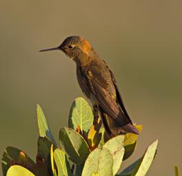 Huaraz Lazy Dog Inn Bird Giant Hummingbird