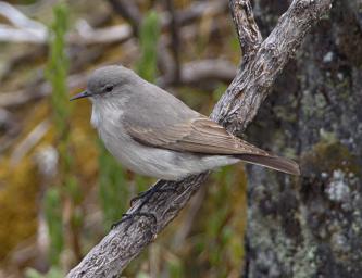 Huaraz QLlaca Bird Xxx Drab Hemisphingus