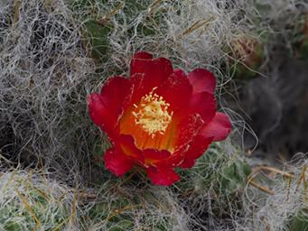 Huaraz QLlaca Cactus