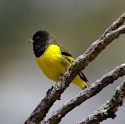 Huaraz QLlaca Bird Hooded Siskin