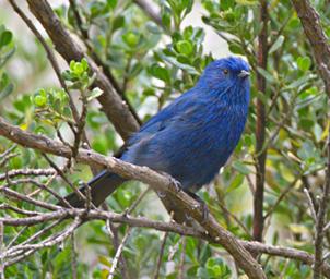 Huaraz QLlaca Bird Tit Like Dacnis