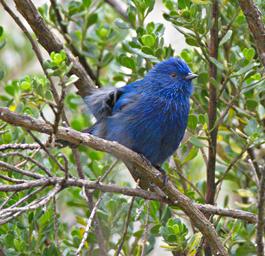 Huaraz QLlaca Bird Tit Like Dacnis