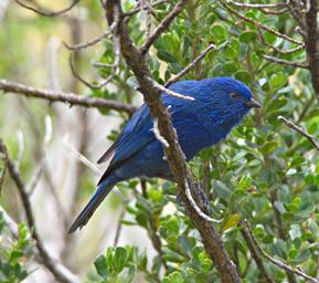 Huaraz QLlaca Bird Tit Like Dacnis