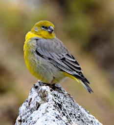 Huaraz QLlaca Bird Bright Rumped Yellow Finch