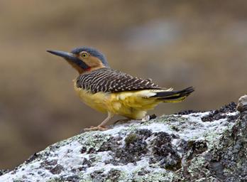 Huaraz QLlaca Bird Andean Flicker