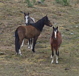 Huaraz QLlaca Horses