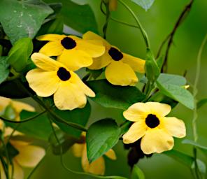 Machu Picchu Flower Xxx Yellow P9260534