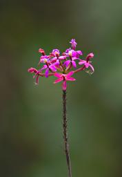 Machu Picchu Flower Xxx Pink