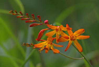 Machu Picchu Flower Xxx Orange