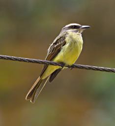 Machu Picchu Bird Tropical Kingbird