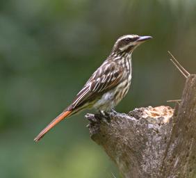 Machu Picchu Bird Streaked Flycatcher