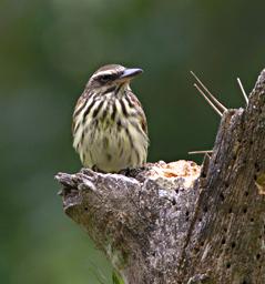 Machu Picchu Bird Streaked Flycatcher