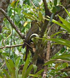 Machu Picchu Bird Xxx Crested Oropendola