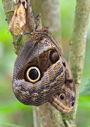 Machu Picchu Butterfly Snake