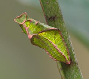 Machu Picchu Butterfly Crysalis