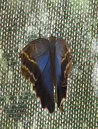 Machu Picchu Butterfly Xxx Blue