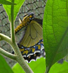 Machu Picchu Butterfly Xxx Blue White Yellow